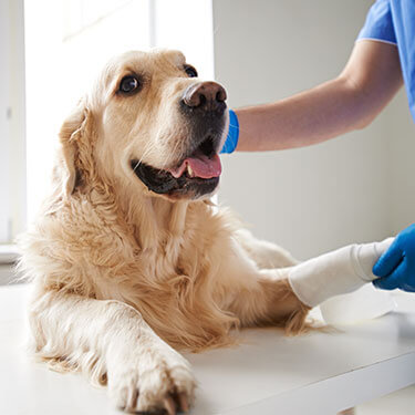 Vet With Dog In Cast