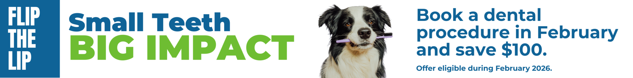 Dental Month Leaderboard Ads Dog